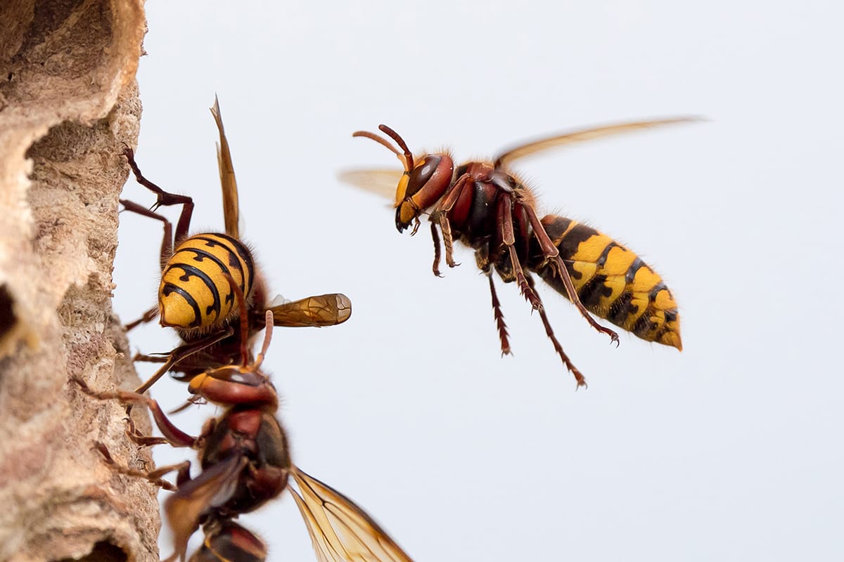 Europäische Hornisse